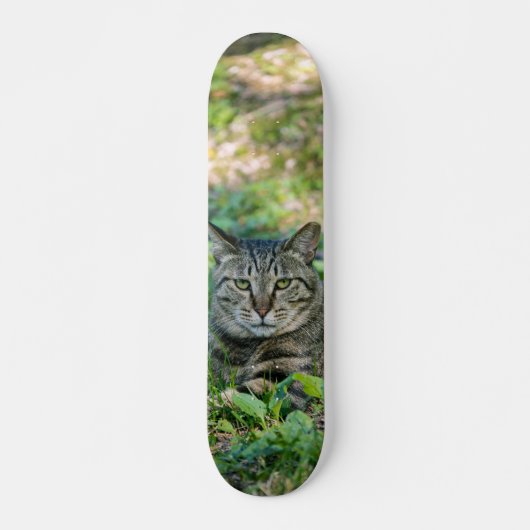 Tabla de Skate Gato Gris Atigrado en un Prado スケートボード (正面)
