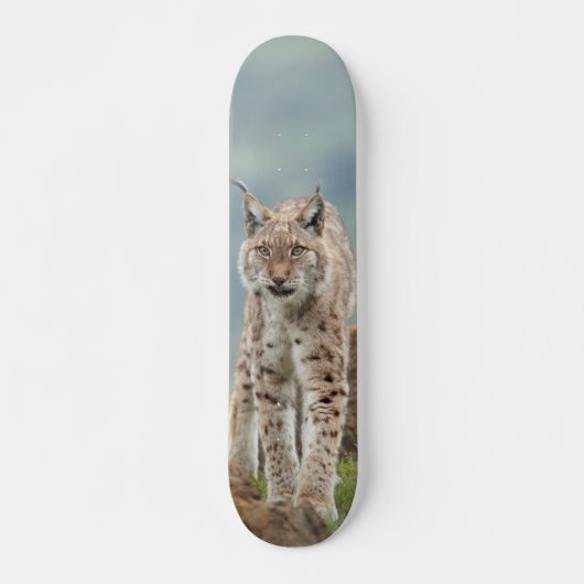 Tabla de Skate Gato Montés Silvestre スケートボード (正面)