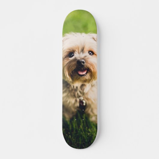 Tabla de Skate Perrito Terrier Adorable スケートボード (正面)