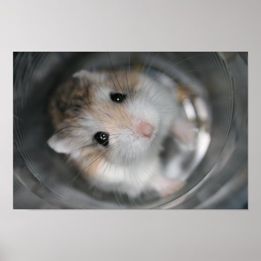 Tac stelle – ポスター (正面)