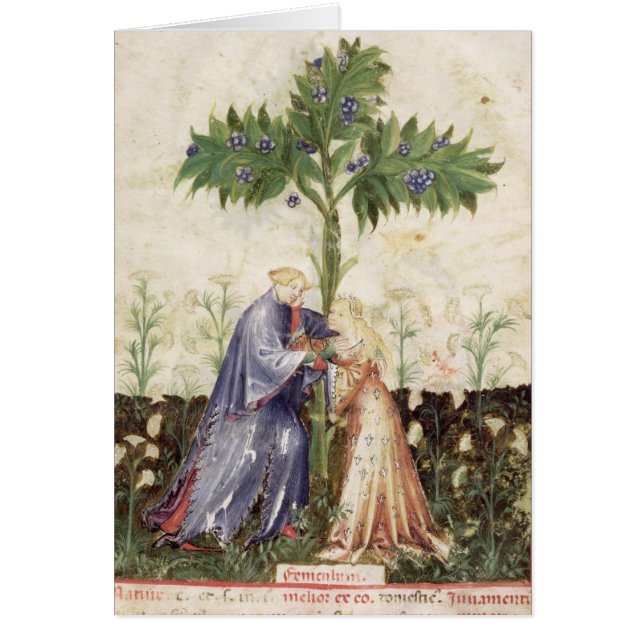 「Tacuinum SanitatisからのNouv Acq LatFennel、 (正面)