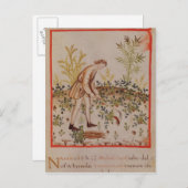 Tacuinum Sanitatisからパルスニップを収穫する ポストカード (正面/裏面)