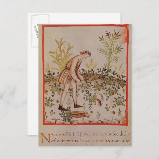 Tacuinum Sanitatisからパルスニップを収穫する ポストカード (正面/裏面)