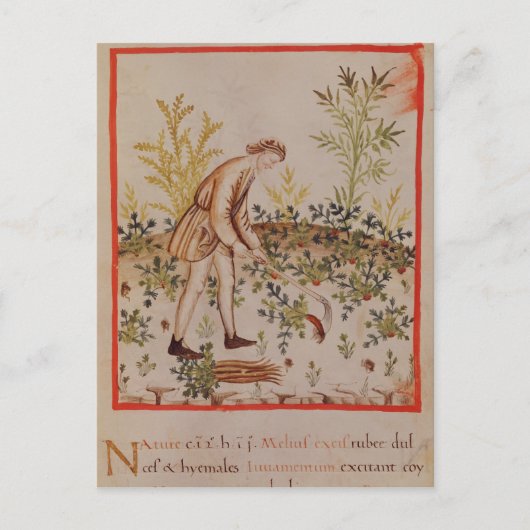 Tacuinum Sanitatisからパルスニップを収穫する ポストカード (正面)