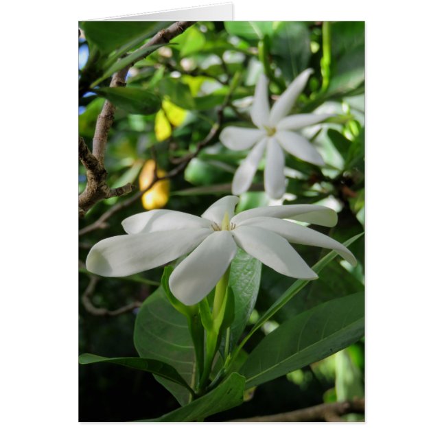 TahitianのGardenia (正面)