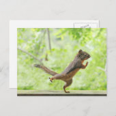 Taiのキーをしているかわいいリス ポストカード (正面/裏面)