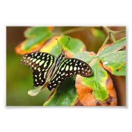 Tailed Jay Photo Print フォトプリント