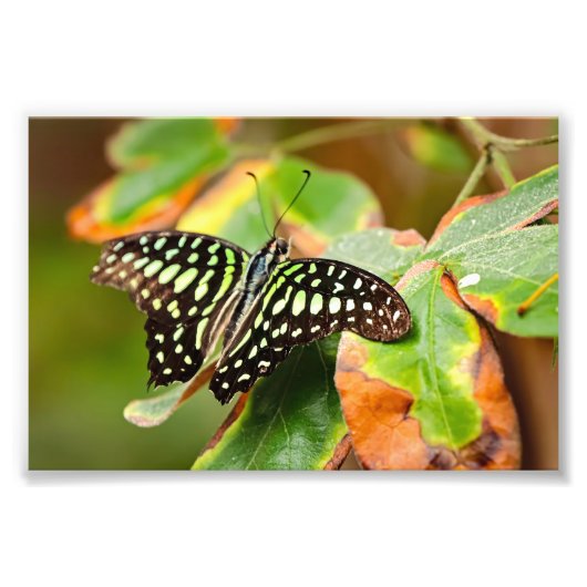 Tailed Jay Photo Print フォトプリント (正面)