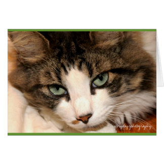 taj、glorydaysphotography