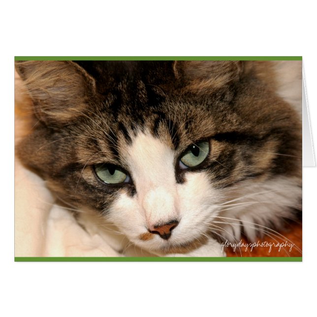 taj、glorydaysphotography (正面横)