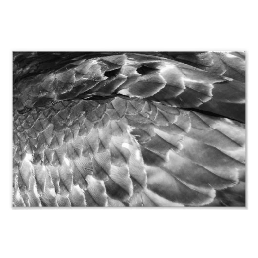 Take Flight フォトプリント (正面)