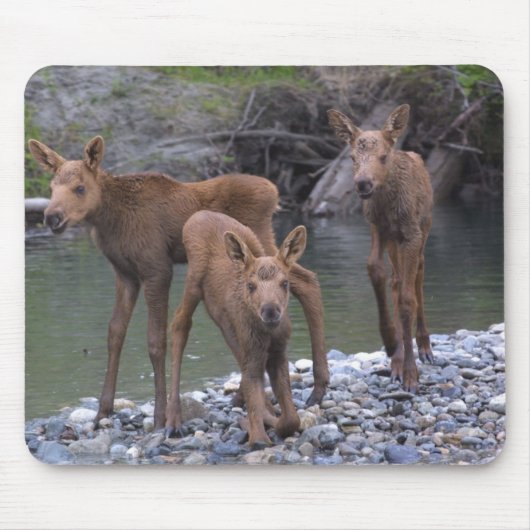 Talkeetna、アラスカで上がる生まれるn マウスパッド (正面)