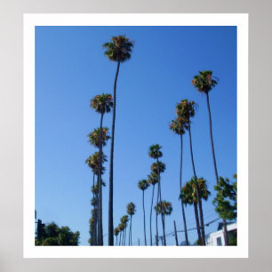 TALL PALM TREESポスター ポスター