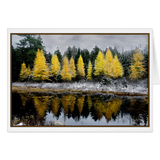 Tamarackの沼地上の灰色の空 (正面横)