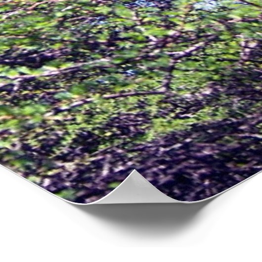 Tamarack Larch Tree 1ポスター ポスター (角)