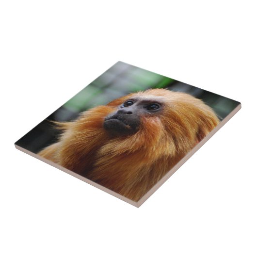 Tamarin猿 タイル (側面)