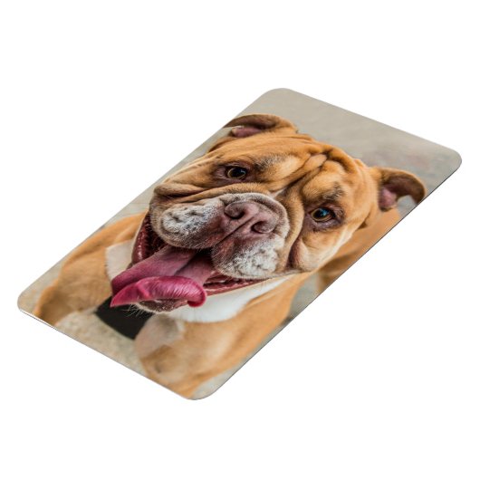 Tan Happy Dog写真 マグネット (左側)