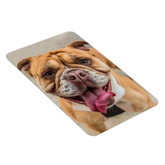 Tan Happy Dog写真 マグネット (右側)