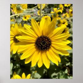 Tansy Rosenweedポスター ポスター