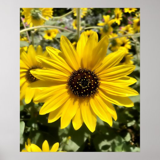 Tansy Rosenweedポスター ポスター (正面)