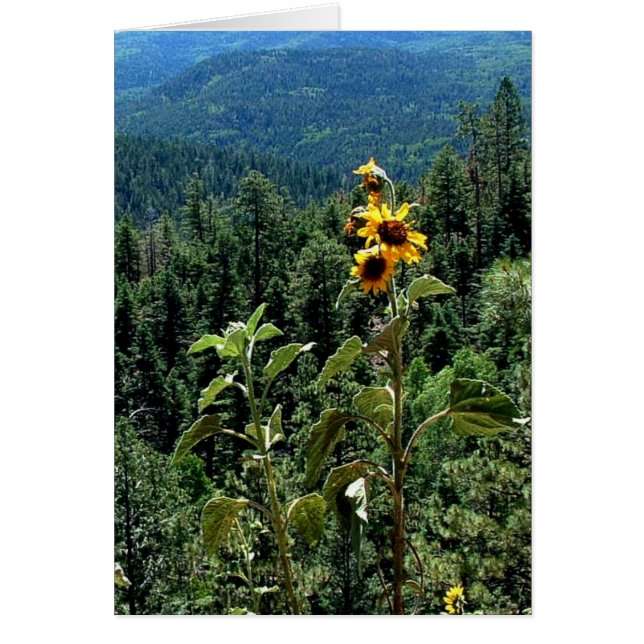 Taosへの公道 (正面)