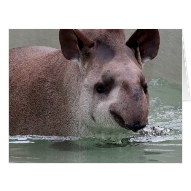 Tapir_2015_0101 (正面横)