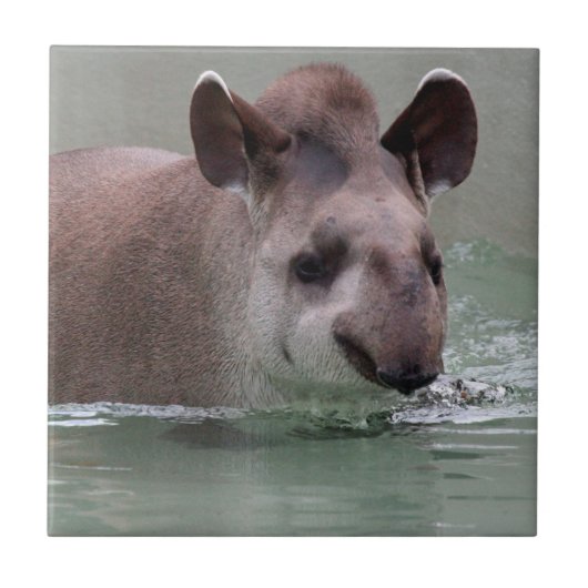Tapir_2015_0101 タイル (正面)