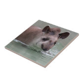 Tapir_2015_0101 タイル (側面)