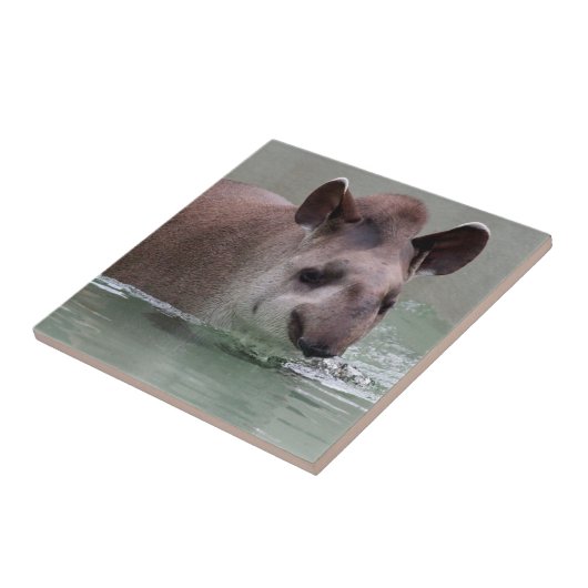 Tapir_2015_0101 タイル (側面)