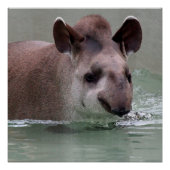 Tapir_2015_0101 ポスター (正面)