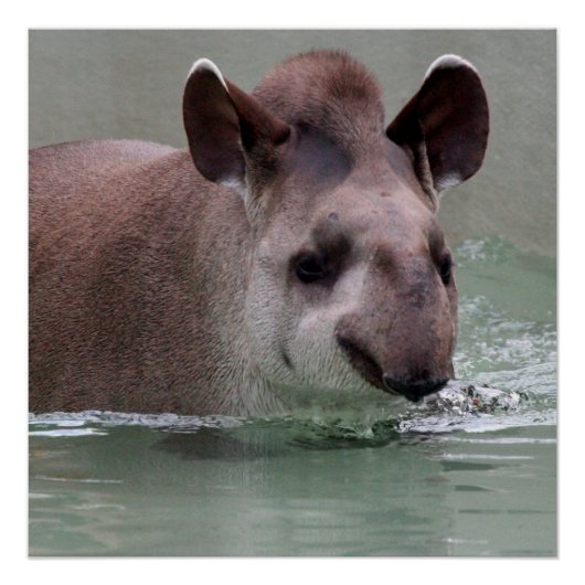 Tapir_2015_0101 ポスター (正面)