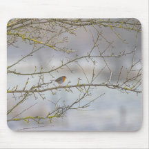 Tapis de souris rouge-gorge