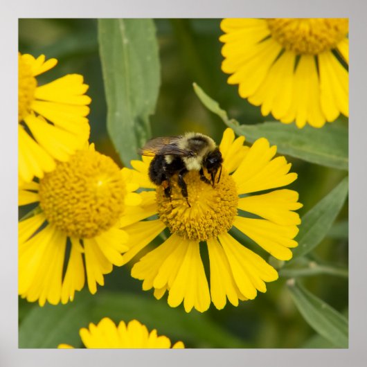 Tapping In ポスター (正面)