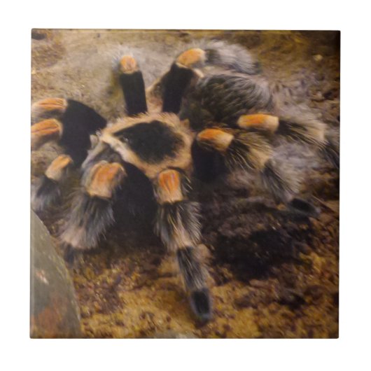 Tarantula Small (4.25インチx 4.25インチ)セラミック写真タイル タイル (正面)