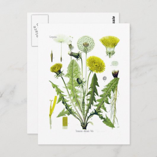 Taraxacum officinale (タンポポ) ポストカード (正面/裏面)