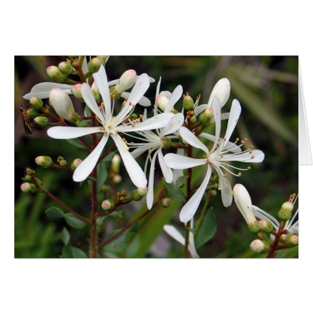 Tarflower (正面横)