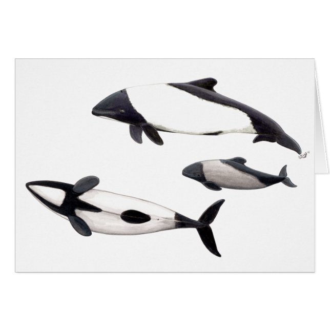 Tarjeta Delfin de Commerson o tonina ovejera (正面横)