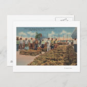 Tarpon春, FL – スポンジ交換のシーン ポストカード (正面/裏面)