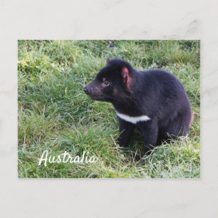Tasmania Devil In Grass, Tasmania,オーストラリア ポストカード