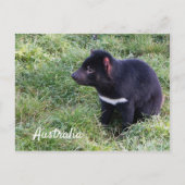 Tasmania Devil In Grass, Tasmania,オーストラリア ポストカード (正面)