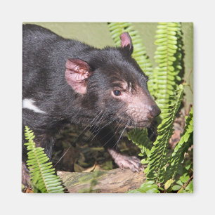 Tasmanian Devil(オーストラリア) マグネット