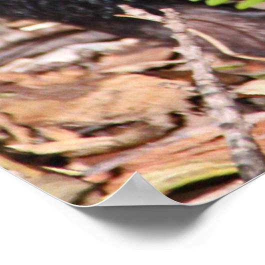 Tasmanian Devil, Australia ポスター (角)