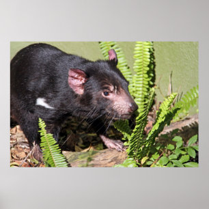 Tasmanian Devil, Australia ポスター