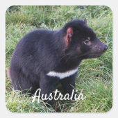 Tasmanian Devil, Tasmania,オーストラリア スクエアシール (正面)