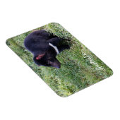 Tasmanian Devil, Tasmania,オーストラリア マグネット (右側)