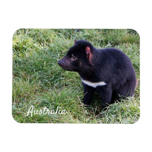 Tasmanian Devil, Tasmania,オーストラリア マグネット (横)