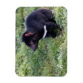 Tasmanian Devil, Tasmania,オーストラリア マグネット (縦)