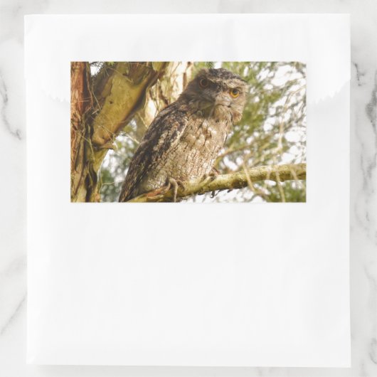 TAWNY FROGMOUTH QUEENSLANDオーストラリア 長方形シール (バッグ)