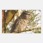 TAWNY FROGMOUTH QUEENSLANDオーストラリア 長方形シール (正面)