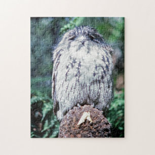Tawny Frogmouth, Tasmania – オーストラリア ジグソーパズル